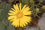 Godfrey's goldenaster